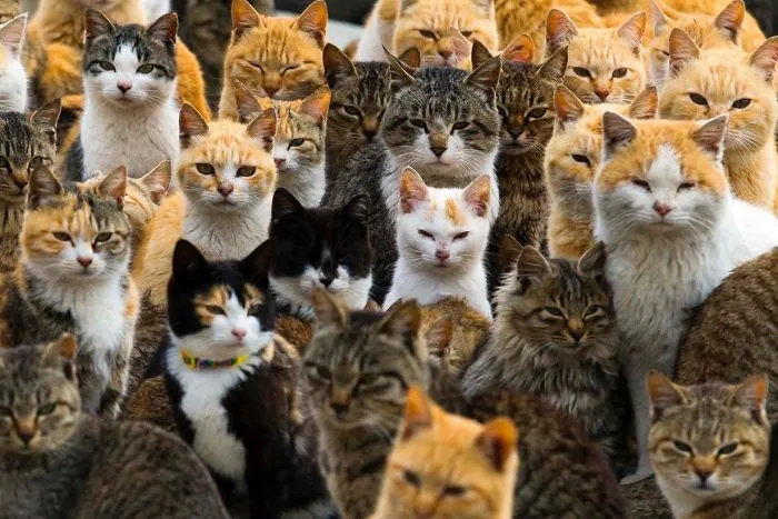 Its Raining Cats