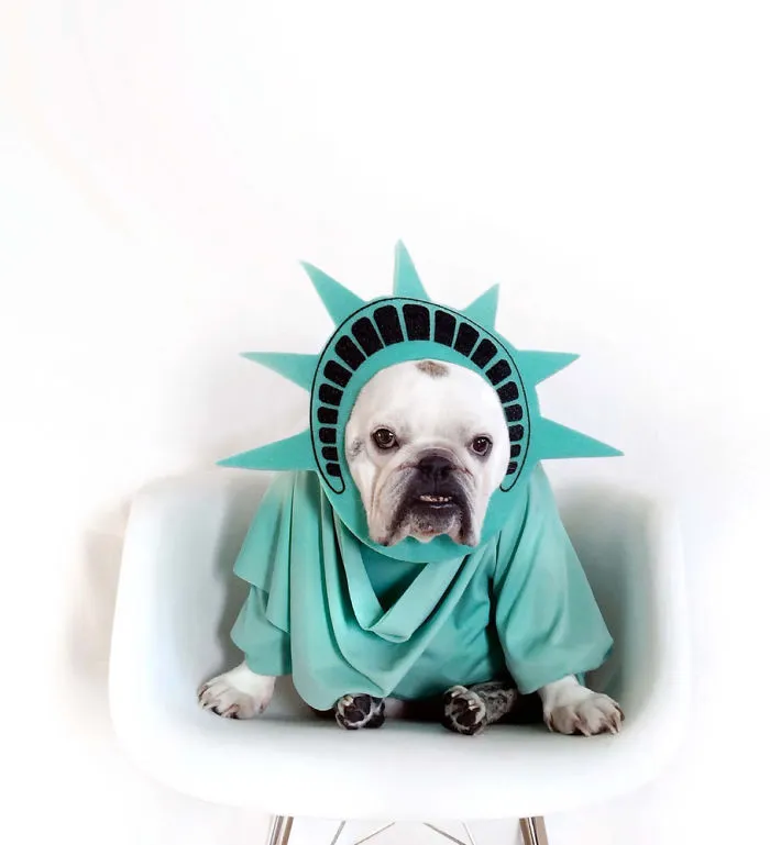 Dogs Are Getting Ready For Halloween Party
