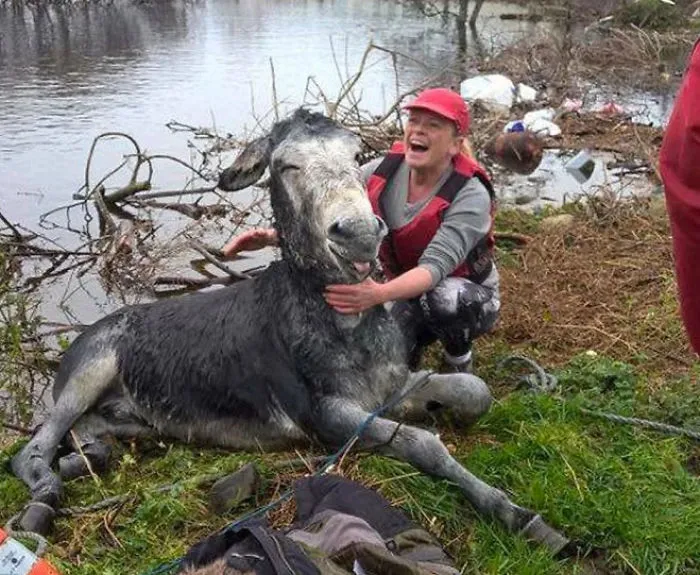 Donkey Grins After Being Rescued From Rising Floodwaters