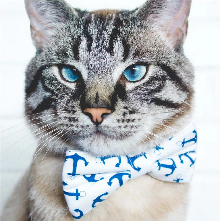 Adaroable Cats From Instagram