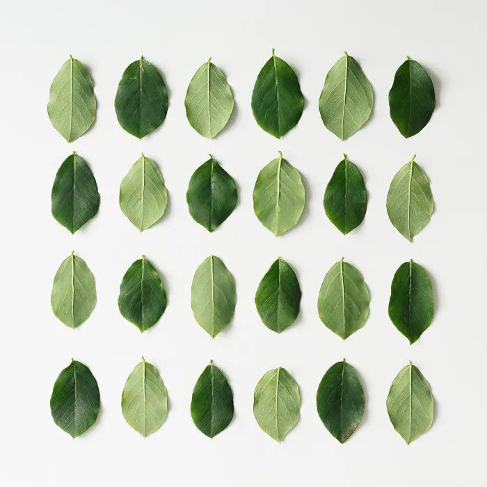 This Photographer Turns Flowers And Leaves Into Art
