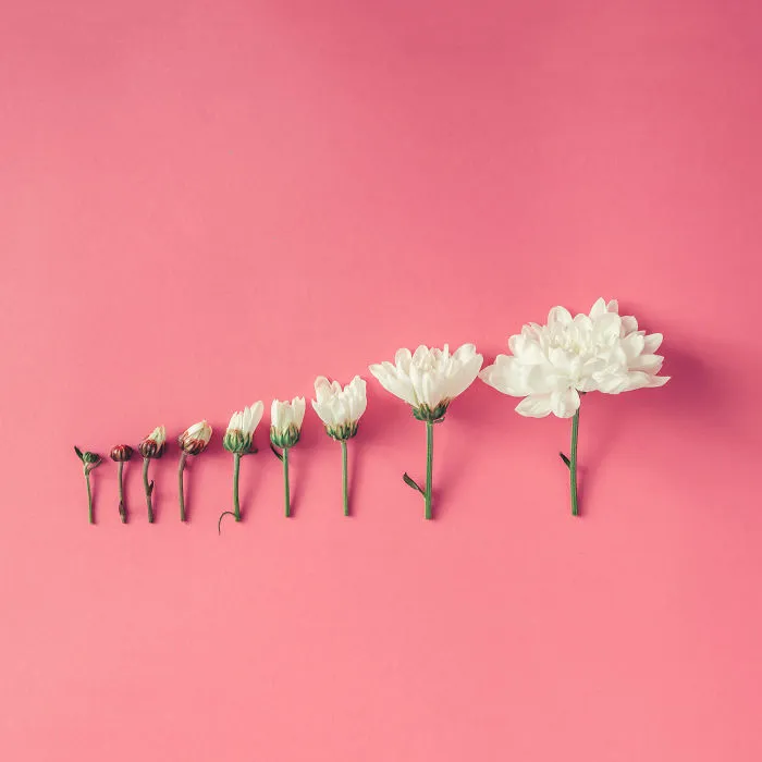 This Photographer Turns Flowers And Leaves Into Art