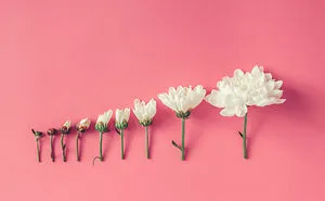 This Photographer Turns Flowers And Leaves Into Art