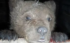 The Exhausted Bear Cub Came To People For Help