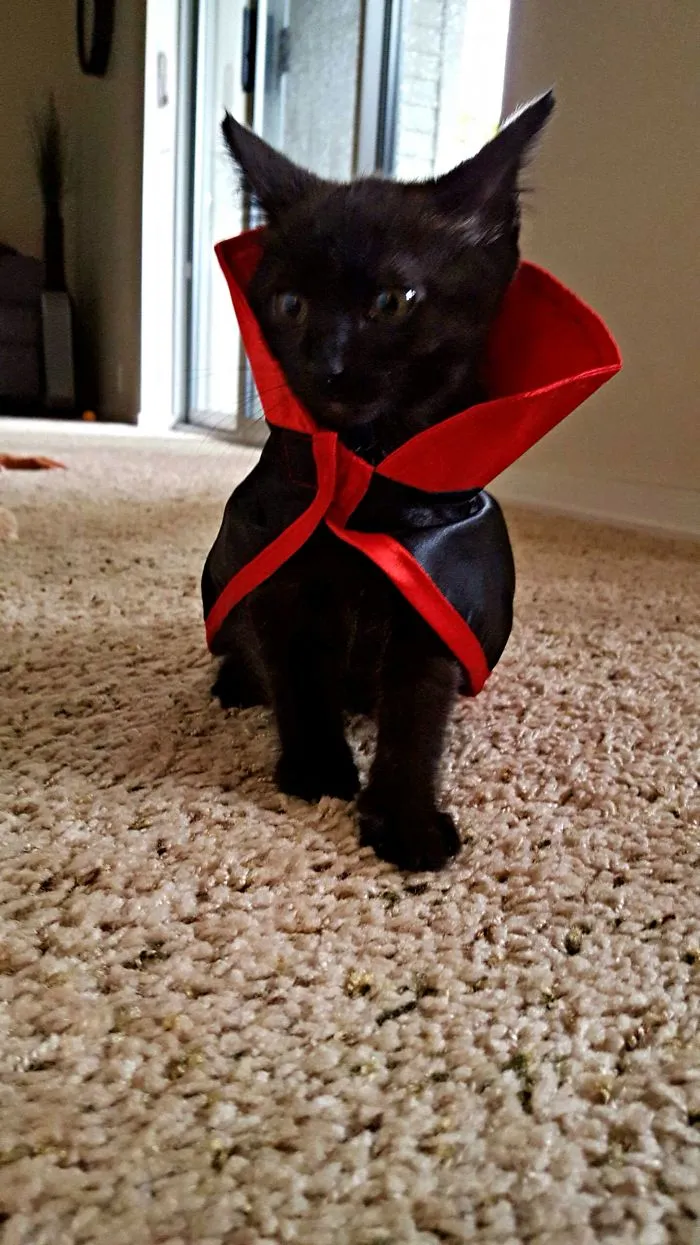 Count Catula