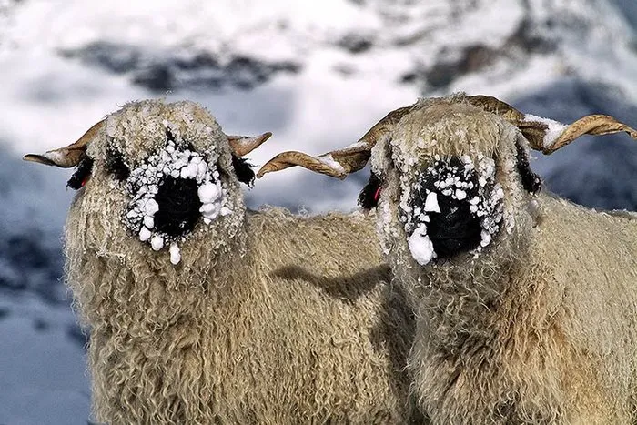 People Can't Agree Whether These Sheep Are Cute Or Terrifying