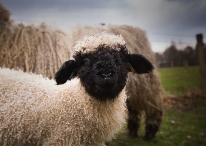 People Can't Agree Whether These Sheep Are Cute Or Terrifying