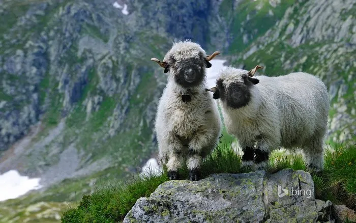 People Can't Agree Whether These Sheep Are Cute Or Terrifying