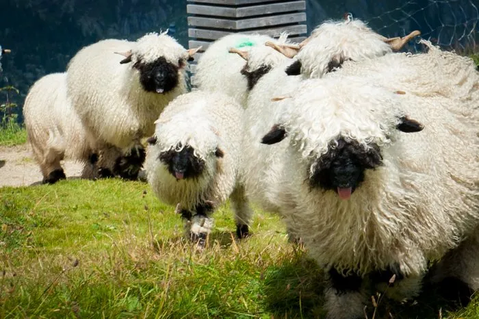 People Can't Agree Whether These Sheep Are Cute Or Terrifying