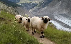 People Can't Agree Whether These Sheep Are Cute Or Terrifying