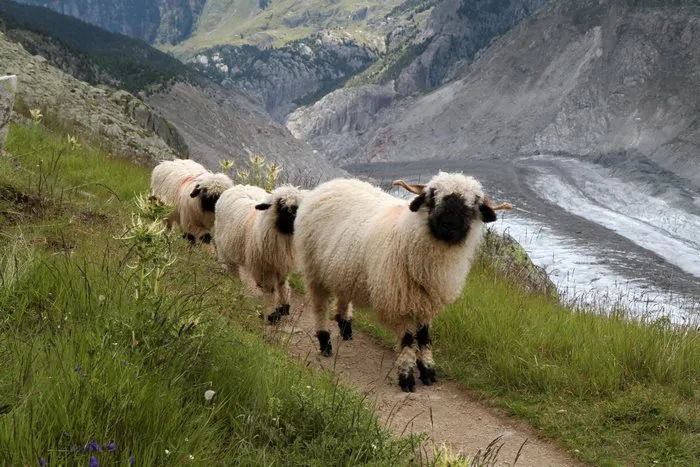 People Can't Agree Whether These Sheep Are Cute Or Terrifying