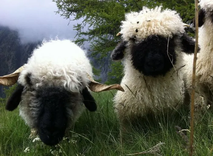 People Can't Agree Whether These Sheep Are Cute Or Terrifying