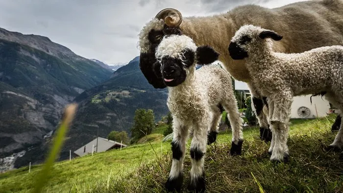 People Can't Agree Whether These Sheep Are Cute Or Terrifying