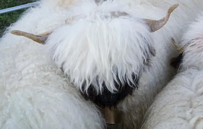 People Can't Agree Whether These Sheep Are Cute Or Terrifying