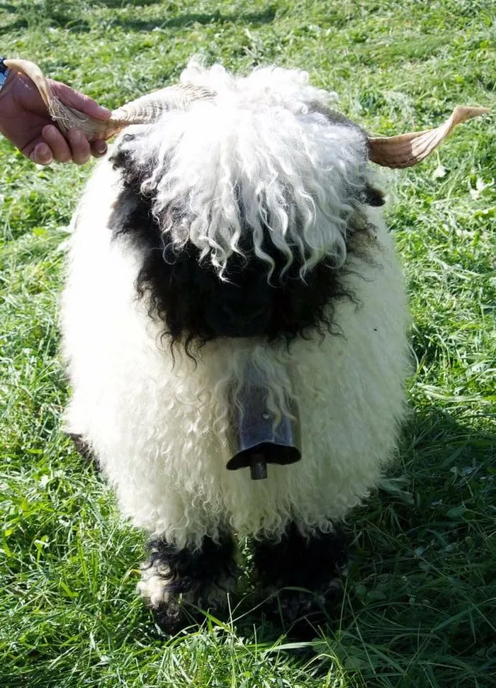People Can't Agree Whether These Sheep Are Cute Or Terrifying