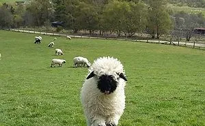 People Can't Agree Whether These Sheep Are Cute Or Terrifying