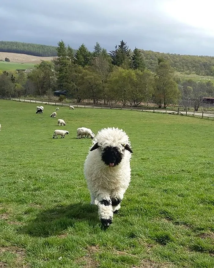 People Can't Agree Whether These Sheep Are Cute Or Terrifying