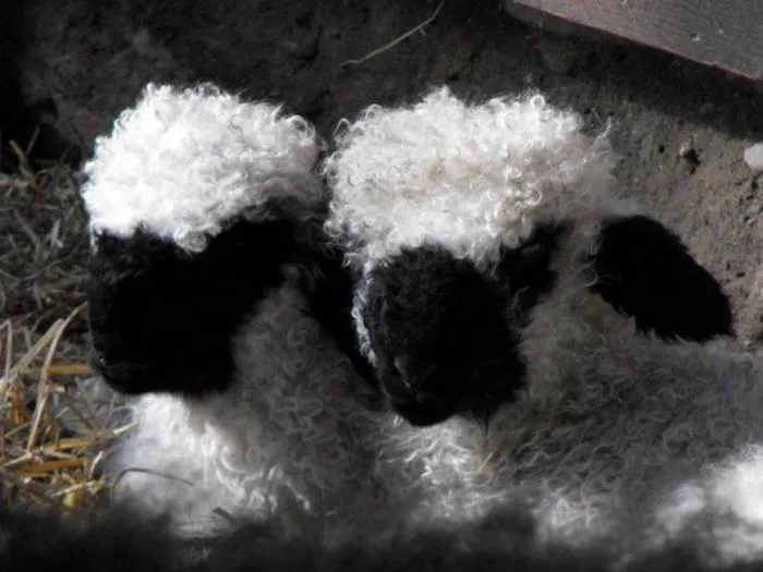 People Can't Agree Whether These Sheep Are Cute Or Terrifying