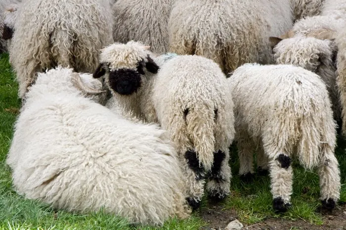 People Can't Agree Whether These Sheep Are Cute Or Terrifying