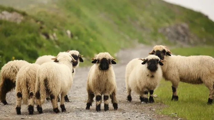 People Can't Agree Whether These Sheep Are Cute Or Terrifying