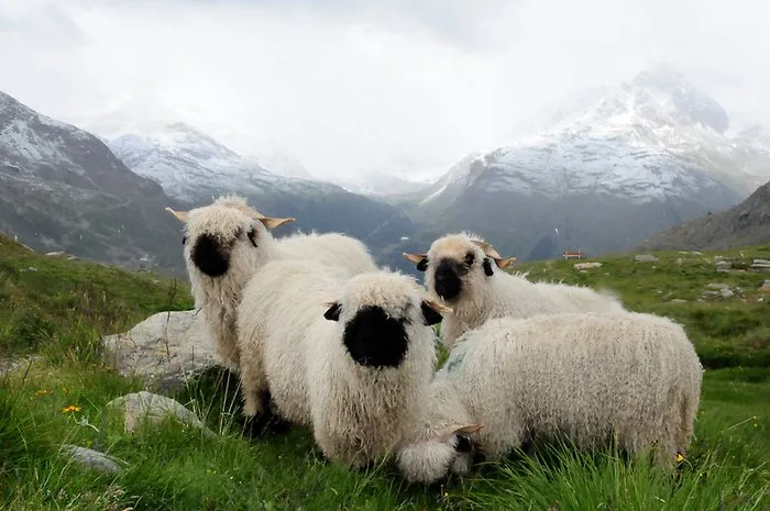People Can't Agree Whether These Sheep Are Cute Or Terrifying