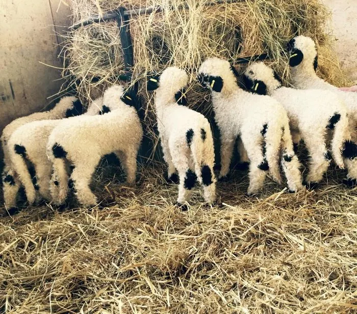 People Can't Agree Whether These Sheep Are Cute Or Terrifying