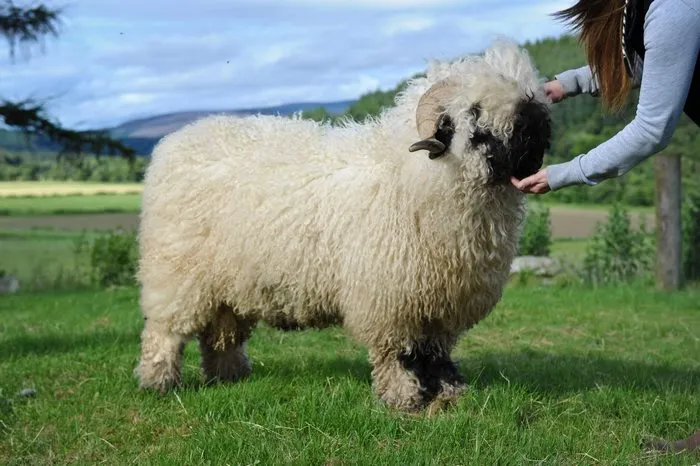 People Can't Agree Whether These Sheep Are Cute Or Terrifying