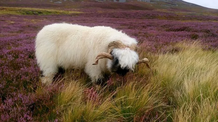 People Can't Agree Whether These Sheep Are Cute Or Terrifying