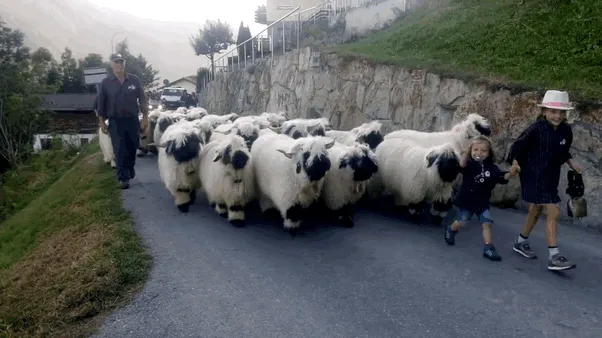 People Can't Agree Whether These Sheep Are Cute Or Terrifying