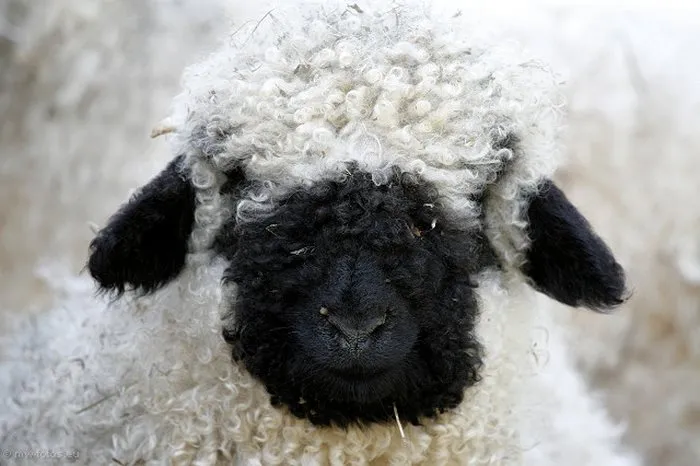 People Can't Agree Whether These Sheep Are Cute Or Terrifying