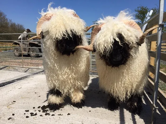 People Can't Agree Whether These Sheep Are Cute Or Terrifying