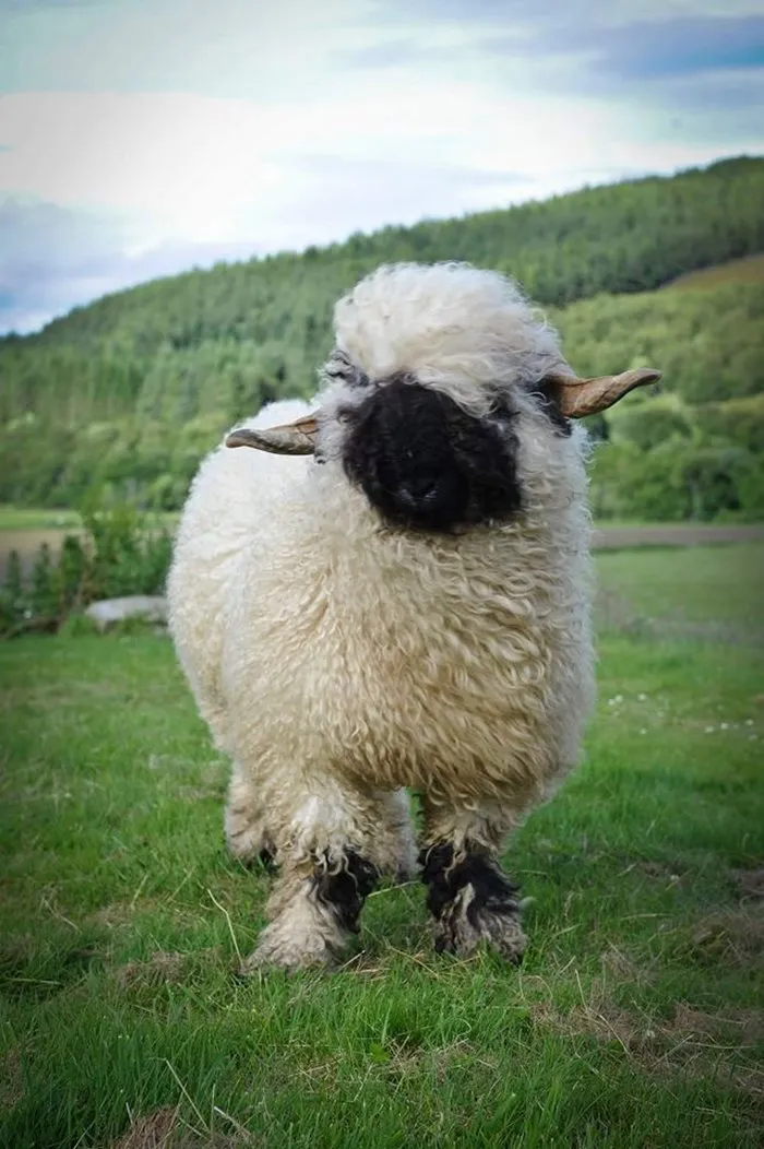 People Can't Agree Whether These Sheep Are Cute Or Terrifying