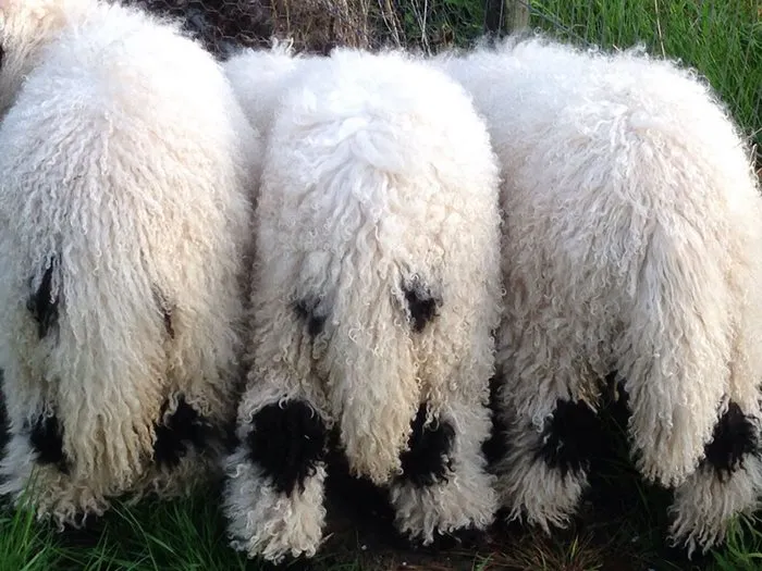 People Can't Agree Whether These Sheep Are Cute Or Terrifying