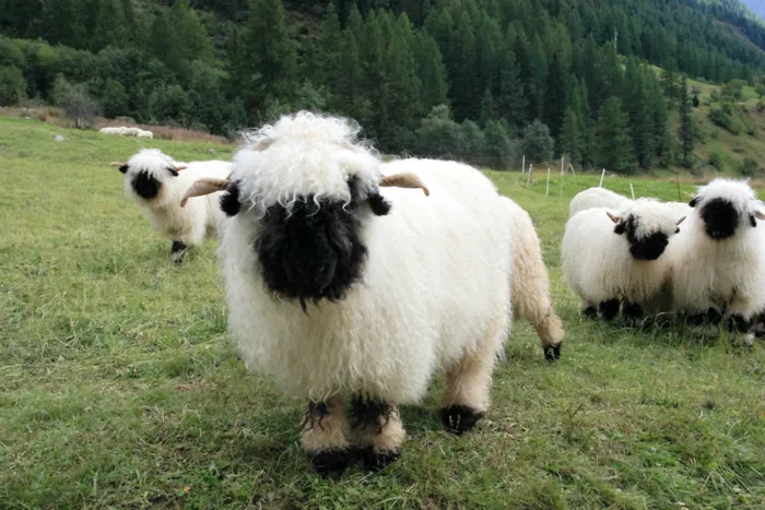 People Can't Agree Whether These Sheep Are Cute Or Terrifying