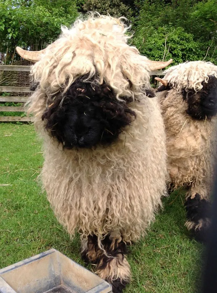People Can't Agree Whether These Sheep Are Cute Or Terrifying