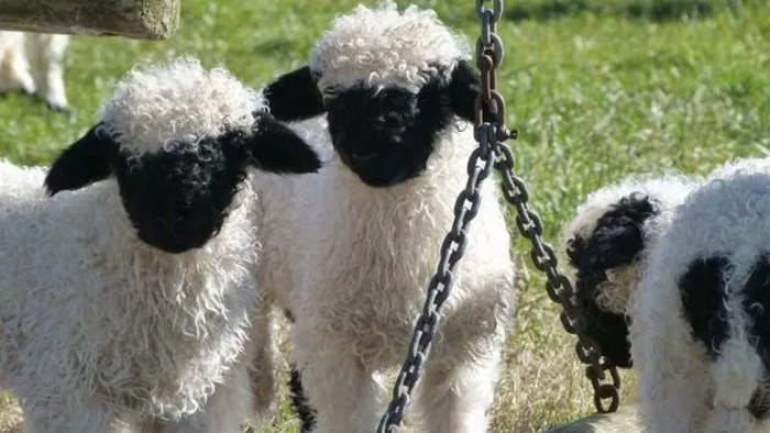 People Can't Agree Whether These Sheep Are Cute Or Terrifying