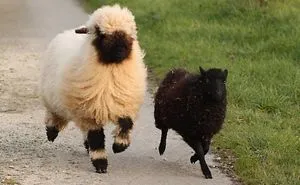 People Can't Agree Whether These Sheep Are Cute Or Terrifying