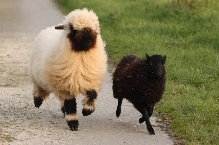 People Can't Agree Whether These Sheep Are Cute Or Terrifying