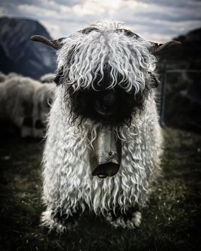 People Can't Agree Whether These Sheep Are Cute Or Terrifying