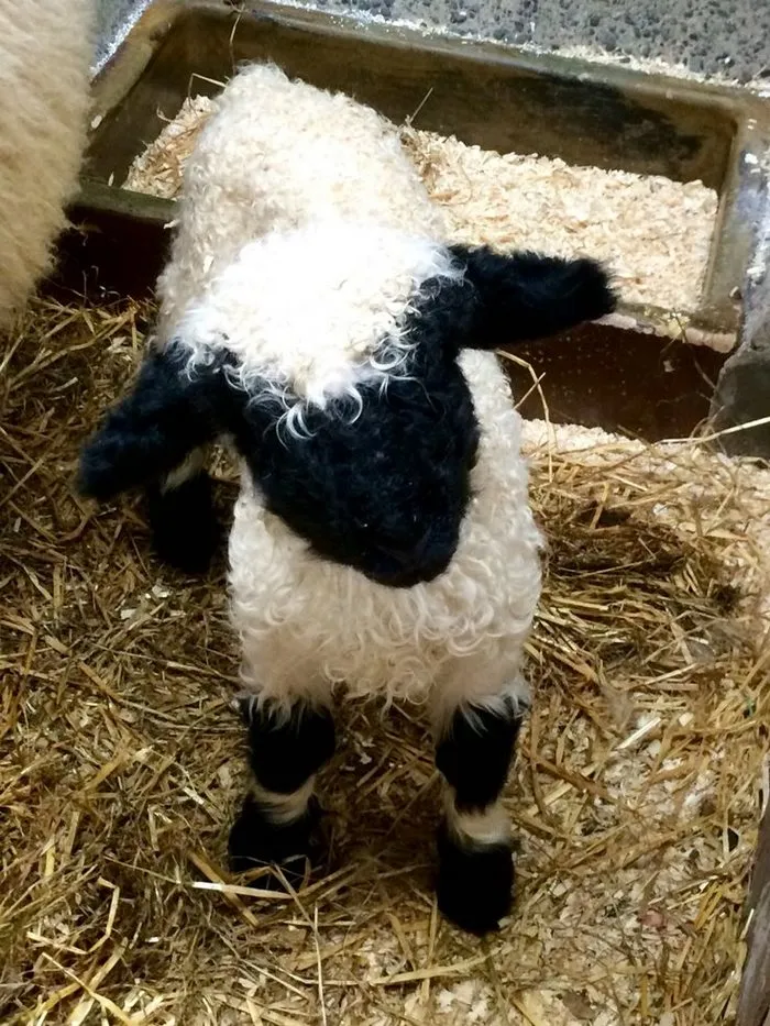 People Can't Agree Whether These Sheep Are Cute Or Terrifying