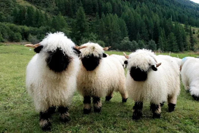 People Can't Agree Whether These Sheep Are Cute Or Terrifying