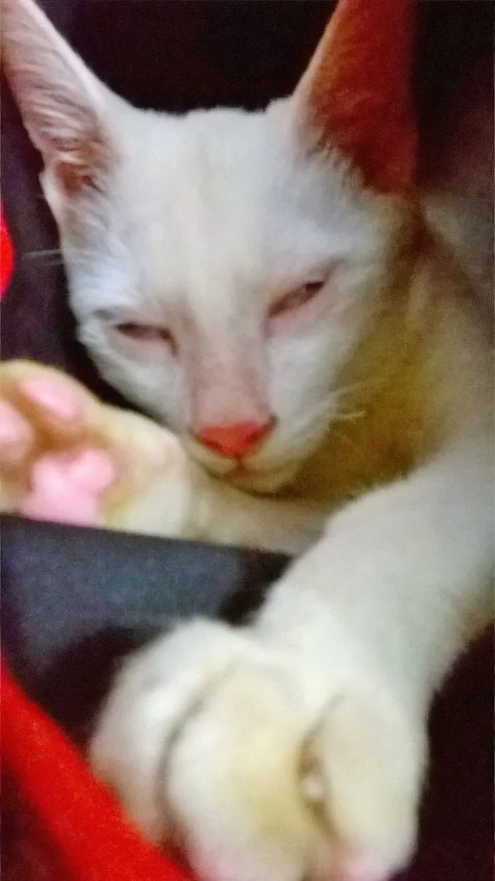 Fresh Milk, A Khao Manee Cat
