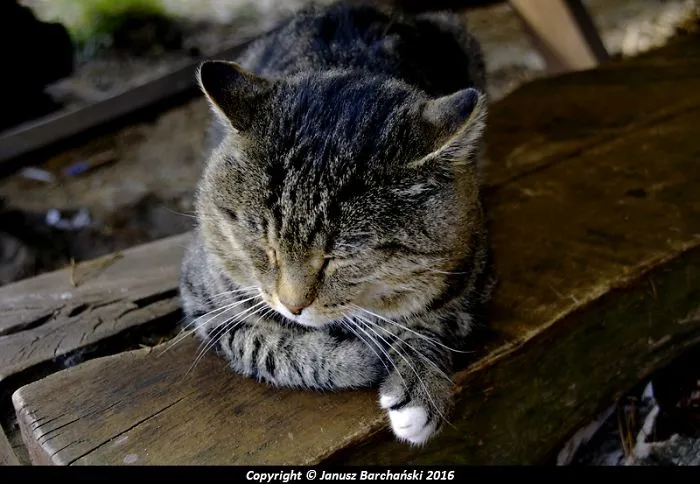 Cats