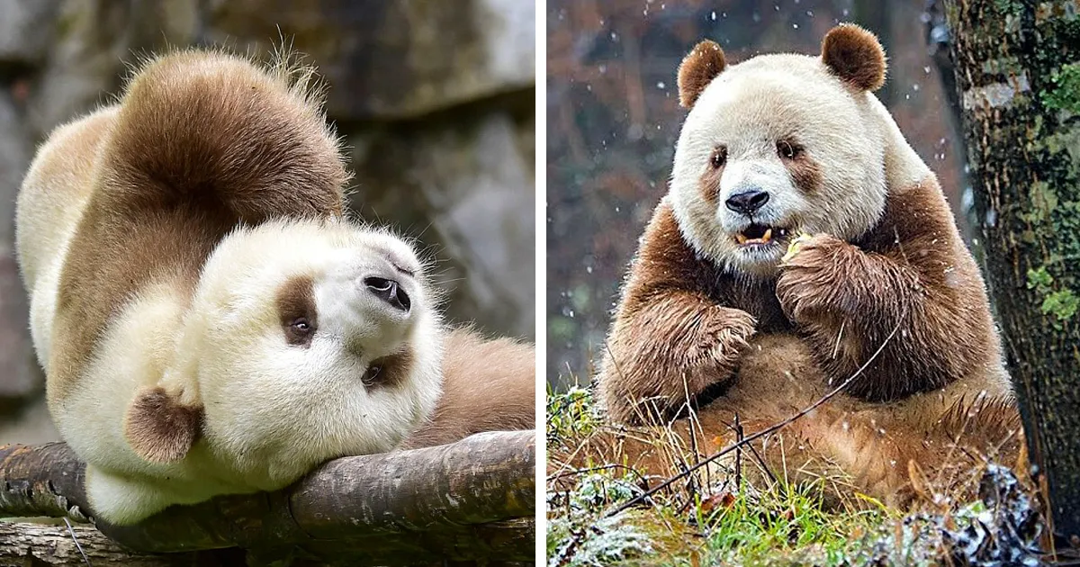 The Fifth Brown Panda in the History of Qinling Pandas - Qizai’s Story