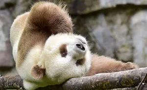 The Fifth Brown Panda in the History of Qinling Pandas - Qizai’s Story