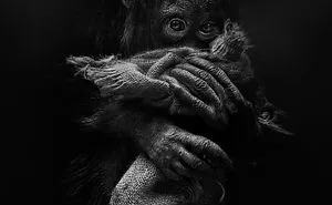 Amazing Expressive Portraits