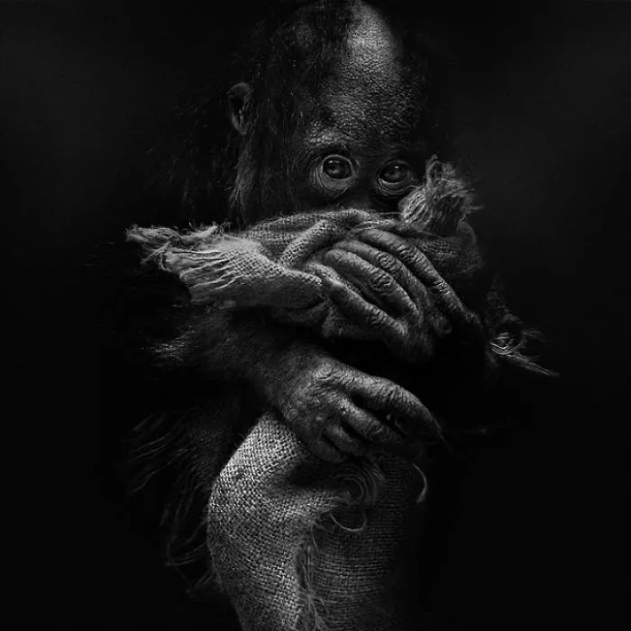 Amazing Expressive Portraits