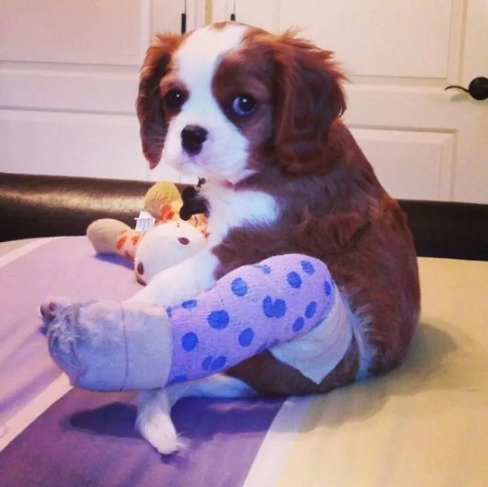 Puppy In Cast