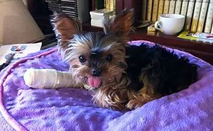 39 Animals In Tiny Casts That You Won’t Be Able To See Without Saying Awww