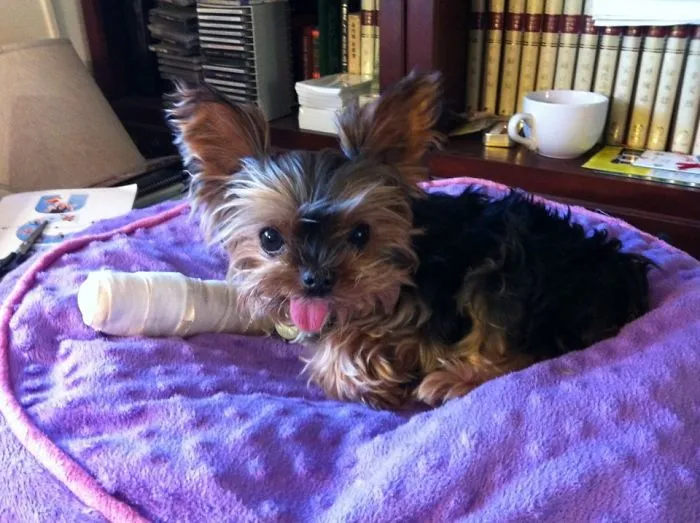 Dog In Cast